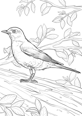 American Robin Coloring Page